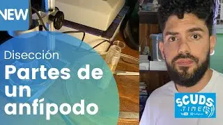 DISECCION Y PARTES DE UN ANFIPODO