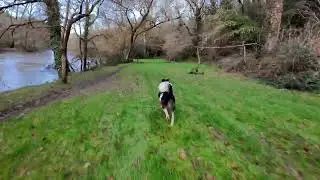 dog drone #drone #fpv #dog 
