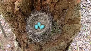 Robin Nest Cam