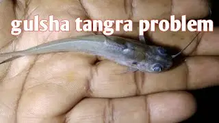 Gulsha tangra problem