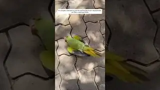 A couple rescued a parrot suffering from heatstroke on the road and then #animalshorts