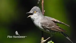 Barred warbler - Sperwergrasmus - Ястребиная славка