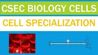 Cell structure and function