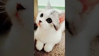 подняли? #котики #tiktok #2024 #тикток #кошки