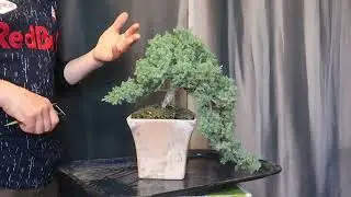 Juniperus procumbens bonsai - Ep. 3 Tăiere și replantare