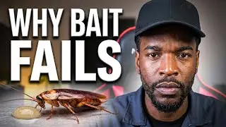 Stop Using Roach Bait Wrong