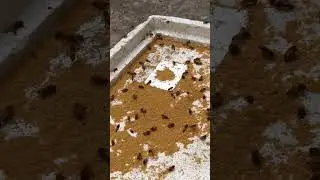Pollen feeding .