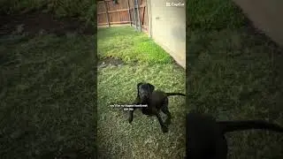 when she&rsquo;s gone i&rsquo;ll miss her till i die.(guys she&rsquo;s a puppy and fine)
