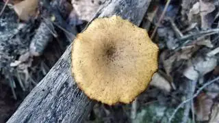 Polyporus varius. Fructificaci&oacute;n grande.