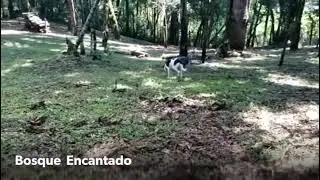 Est&acirc;ncia Eco Dogs
