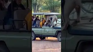 Lion Stops Safari Jeep | Scariest Wildlife Encounter Ever 😱🦁 #LionAttack #Safari #ViralVideo #Shorts