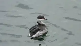 Slavonian grebe Liverpool  at Canning Dock February 24