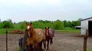 Homes for Sale - 46511 Audrain Road 540 Vandalia MO 63382 - Earl Dixon