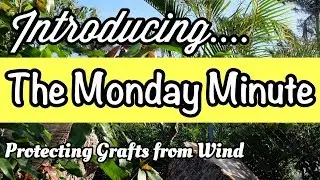 Introducing the Monday Minute! (And Protecting Grafts from Wind)