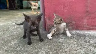 The mischievous kittens make you unable to take your eyes off them because of their cuteness...
