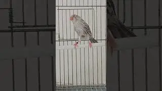 Canarina Agata rosso mosaico #youtubeshorts #youtube #youtuber #birds #nature #videos