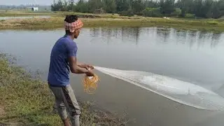 Cast Net Fishing Net Fishing in Pond Best Net Fishing Video