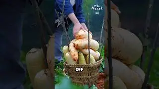 Turning Radishes into Tasty Snacks