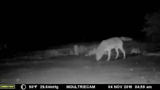 Coyote peeing in front of trail cam