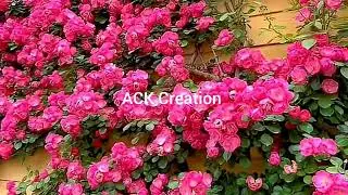 Beauty of nature #rose#tulip#spring#flower#garden#viral video #video#beautiful flowers #nature#