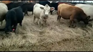 This is Total Grazing