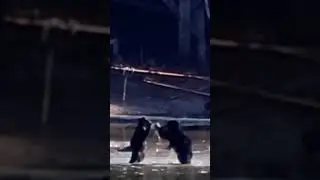 BABY CUB BEARS PLAY LIKE CHILDREN