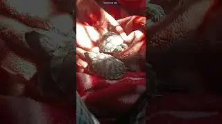 #totoroandkiki#redearedslider#redearedsliderturtle#turtle#turtlewatching#babyturtle#animals#cute#pet