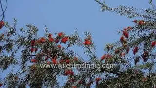 A bottlebrush tree in full bloom at a wilderness orchard.