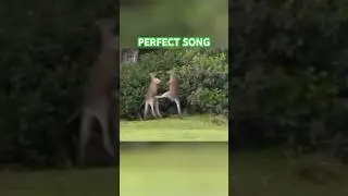 Two Beings in Combat / Courage, Passion, Will: KANGAROO FIGHT