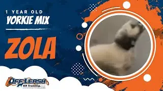 1 Year Old Yorkie Mix, Zola | Small Breed Training | Advanced Obedience