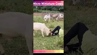 jai gau Mata #hindusangthan