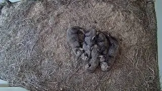 #NatZooZen Cheetah Cub Cam Cuddle Puddle