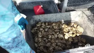 Oystermom, helping create oyster aquaculture in Florida