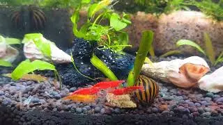 Crystal Clear Aquarium Water / Breeding Shrimp Tank #trending #viral #short