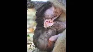 Cutest baby newborn monkey moments #monkeysr #babymonkeys #animallife #animals #babymonkey #cute