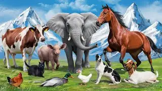Animals Communication In Nature: Dog, Cat, Elephant, Horse, Cow, Goat-Animal Sounds