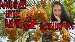 PATOUR NI HABIBI LILY VLOG PART 2 (MINI FARM)