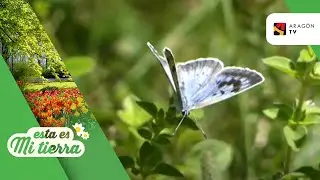 La Mariposa del A&ntilde;o 2022