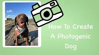 A Photogenic dog!? ( How to get your dog to look at the camera on cue )