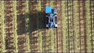 GLOBALink | Spain's almond export to China benefits both countries, says business insider
