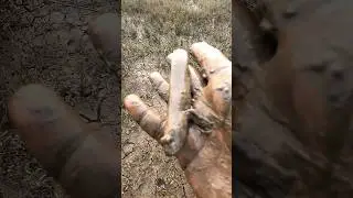 દરમાં હાથ નાખીને લેવટી પકડી | How to catch mudskipper in mud || #fishing #fish #mudskipper
