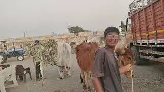 બળદ માટે આશરો 🙏