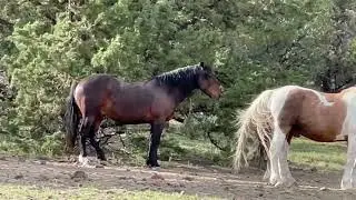 Wyoming Red Desert Boys getting ready to move