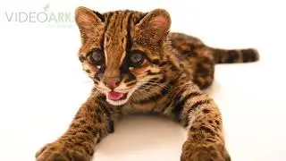 A juvenile margay named &lsquo;Diego&rsquo; (Leopardus wiedii pirrensis) at the Quito Zoo