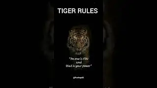 tiger #rules #motivation #inspiration #life #behavior #management #power