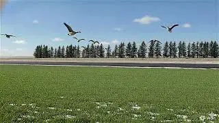 Running Late 🕊️❄️ Wild Geese Rush the Migration #Wildlife #Birdmigration #Geese
