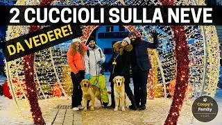 Due cuccioli di Golden Retriever sulla neve delle Dolomiti