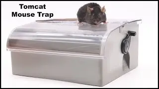 The Tomcat Multi-Catch Mouse Trap Has Some Major Flaws But We Still Caught a Mouse -Mousetrap Monday