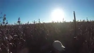 Argentina Dove Hunt 2019