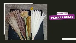 Dried pampas grass perfect for home decor & content creation